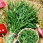 Sandsenap, vild rucola - Perenn favorit, perfekt syrlig för sallader - Färska frön
