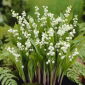 Harilik maikelluke - valge - Convallaria majalis