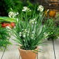 Garlic Chives - Versatile Herb with Garlic-Like Flavour - Fresh Seeds