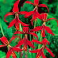 Sprekelia Formosissima, Aztec Lilies, Jacobean Lilies