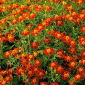 Marigold Red Gem biji - Tagetes tenuifolia - 600 biji - benih