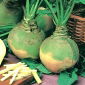 Rutabaga – Seaside - 7000 semi - Brassica napus L. var. Napobrassica