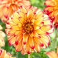 Dahlia Lady Darlene