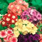 Phlox anual, semillas mezcladas Phlox de Drummond - Phlox drummondii - 250 semillas