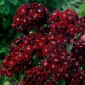 Sweet William Black Magic seeds - Dianthus barbatus - 450 seeds