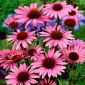 Equinacea purpurea - Echinacea - Echinacea purpurea