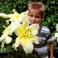 Liliom Big Brother - Lilium Big Brother