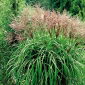 Maiden silvergrass - Extremul Orient - 