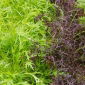 Mizuna "Baby Leaf" variëteitmix, kyona, Japanse mosterdgroente - 250 zaden - 