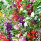 Balsamina da giardino, Semi di Bacca d'oro - Impatiens balsamina - 100 semi