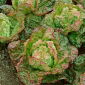 Salat Hode - Carmina - Lactuca sativa L. var. Capitata - frø