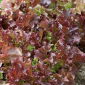 Sla - Lollo Rossa - 950 zaden - Lactuca Sativa L. var. capitata