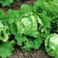 Alface Iceberg - Samba - 400 sementes - Lactuca sativa L.