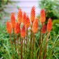 Kniphofia - oranž