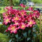 Lily "Empoli" - 