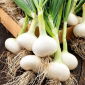 Cibule "Wolf" - zimoviště - Allium cepa L. - semena