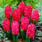 Doppelblütige Hyazinthe 'Stockrose' - 3 Stk