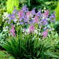 Squill - verschiedene Farben - 10 Stück