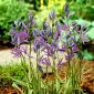 Camas Blue Melody - 10 kom; quamash, indijski zumbul, camash, divlji zumbul, Camassia