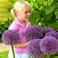 Cebolla ornamental Round 'n Purple