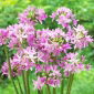 Ornamental onion Eros - 10 pcs