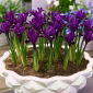 Retikulierte Iris - Purple Hill - 10 Stk