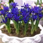 Iris retikulieren - Blue Hill - 10 Stk