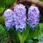 Jacinthe commune Bleu de Delft - 3 pieces; jacinthe de jardin, jacinthe hollandaise