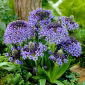 Squill portugués
