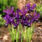 Reticulate iris - Pauline - 10 pcs