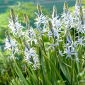 Cama lui Cusick - 2 buc.; quamash, zambila indiană, camash, zambila sălbatică, Camassia