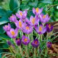 Crocus Barr&#39;s Purple - 10 st - 