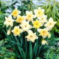 Narciso, narciso que cambia de colores - 5 piezas