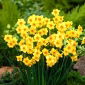 Narcis, narcis Martinette - 5 ks.