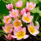 Botanisk tulipan - Lilac Wonder - 5 stk.