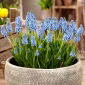 Jacinthe de raisin armenien Atlantique - 10 pcs
