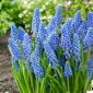 Grape hyacinth Big Smile - 10 pcs