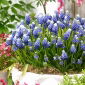 Jacinthe de raisin armenien Touch of Snow - 10 pcs