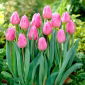 Tulip Aafke - 5 pcs - 