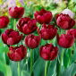 Tulip Antraciet - 5 pcs