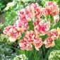 Tulipán 'Belicia' - 5 db.