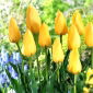 Senyum Besar Tulip - 5 pcs - 