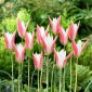 Tulip Clusiana Lady Jane - 5 pcs