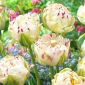 Tulip Danceline - 5 pcs