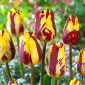 Tulip 'Helmar' - 5 piezas