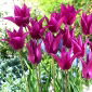 Tulpe Purple Dream - 5 gab.