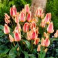 Tulip Quebec - 5 pcs