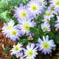 Anemonă balcanică - Splendor albastru - 8 buc.; Floarea vântului grec, floarea vântului de iarnă