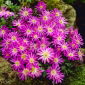 Balkananemone - Violet Star - 8 stk.; Græsk vindblomst, vinterblomst