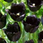 Tulip Fringed Black - il tulipano più nero di tutti! - 5 pz